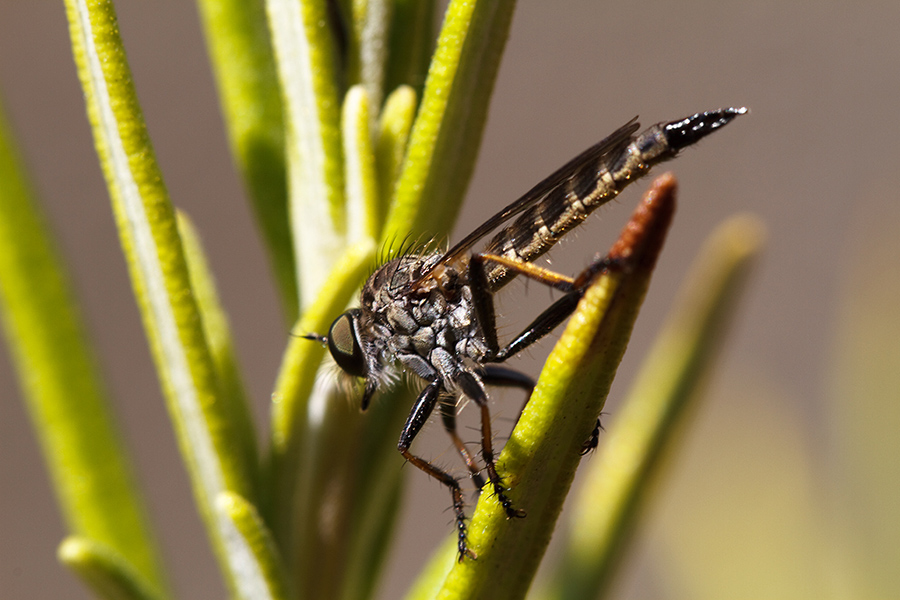 Asilidae sp. quale?